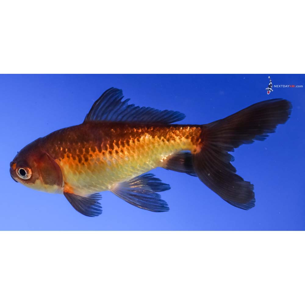 4” Imported Yellow and Black Wakin