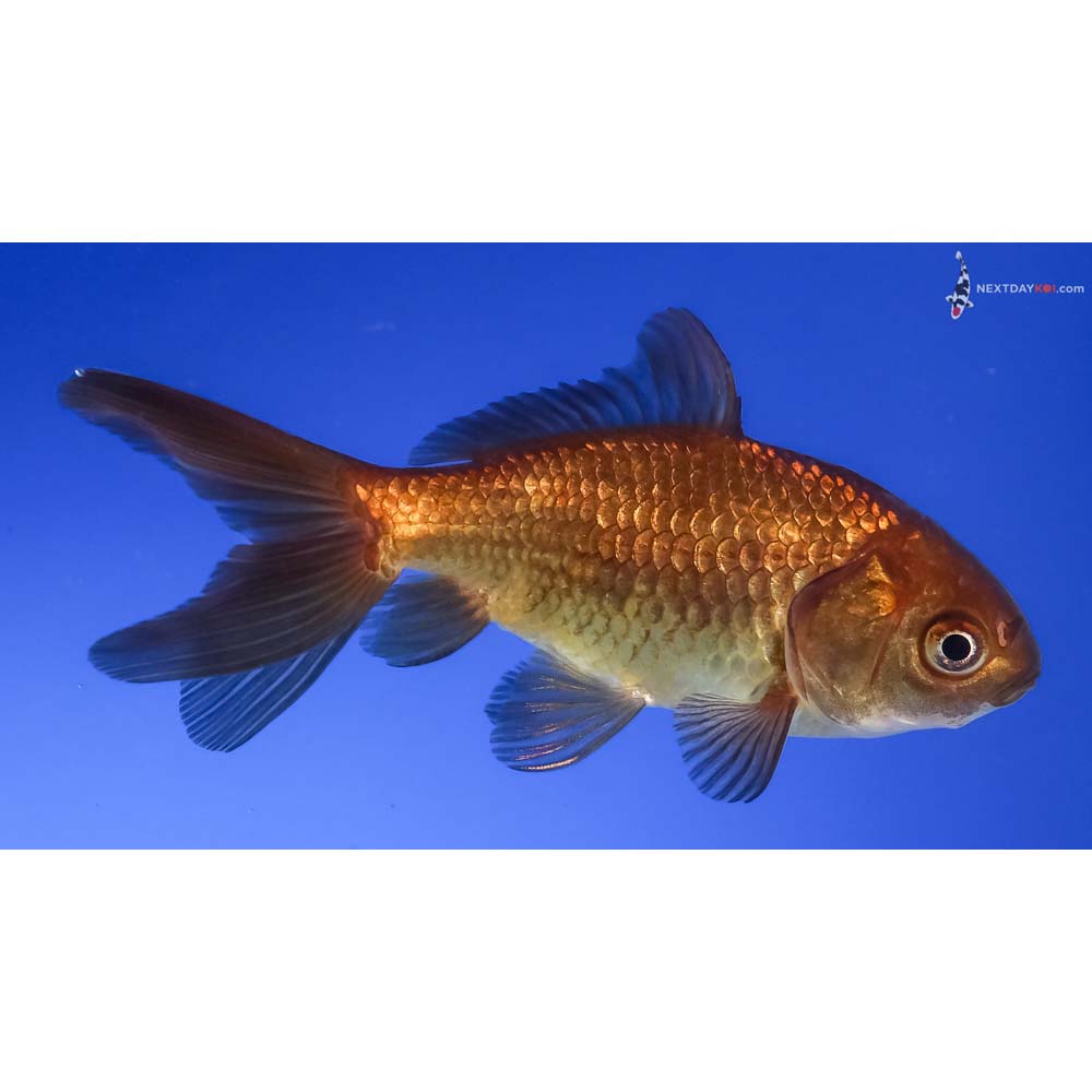 3.5” Imported Yellow and Black Wakin