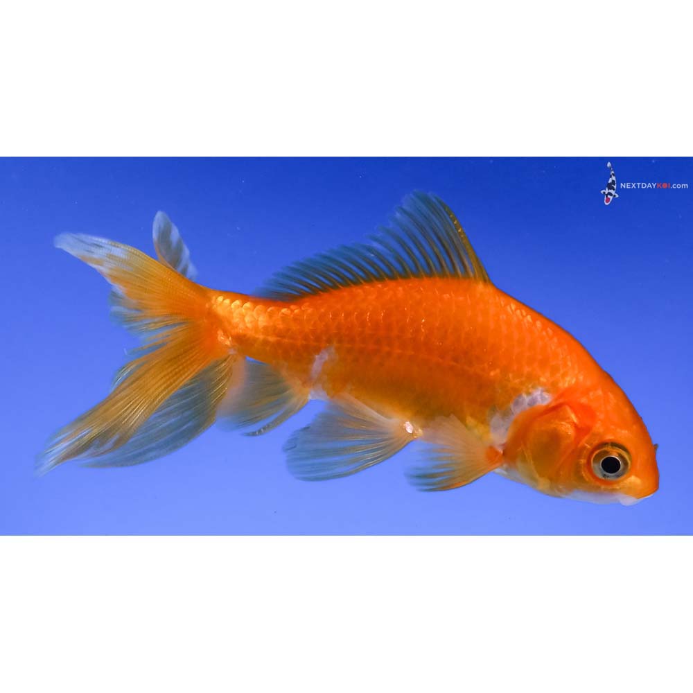 4” Imported Yellow and White Wakin