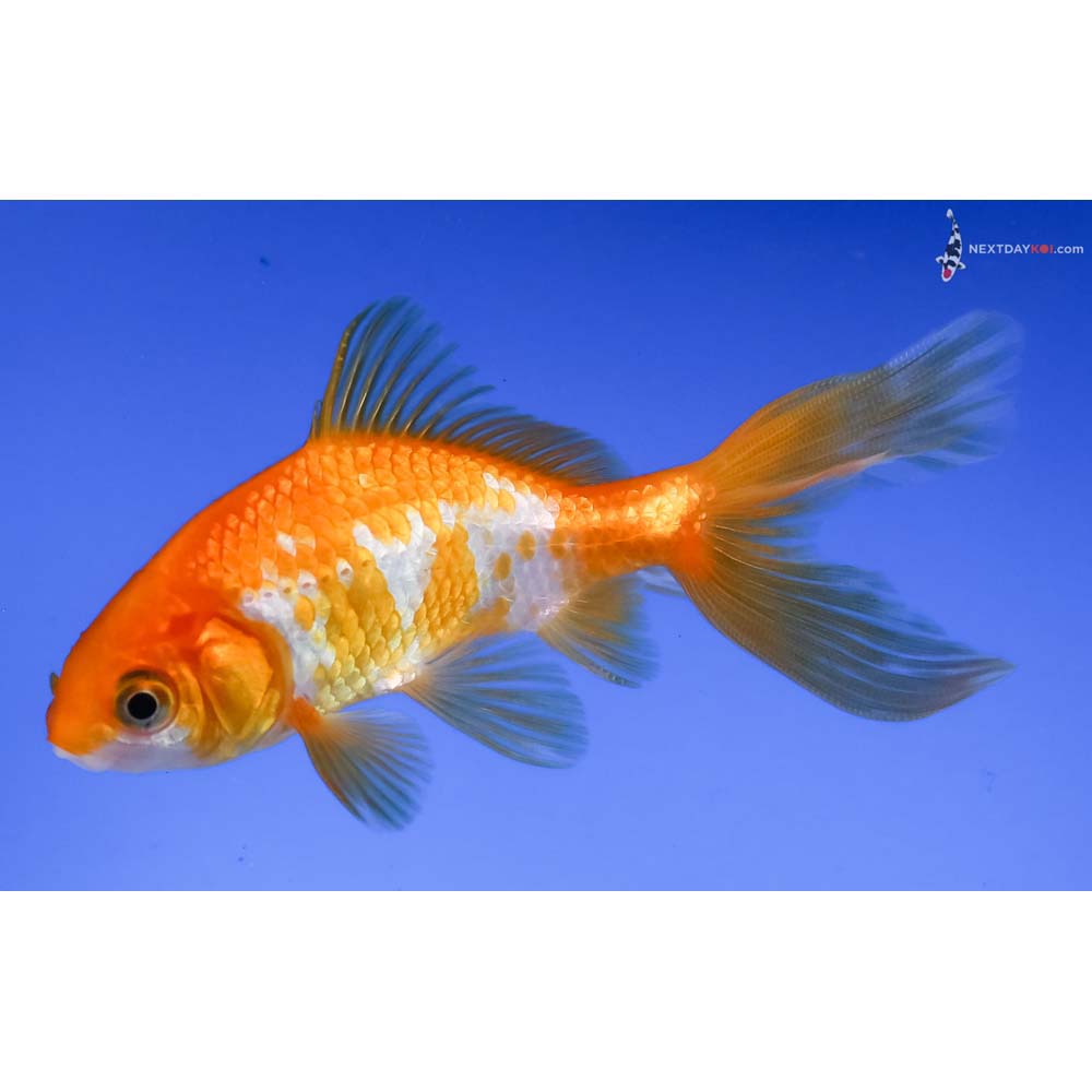 4” Imported Yellow and White Wakin