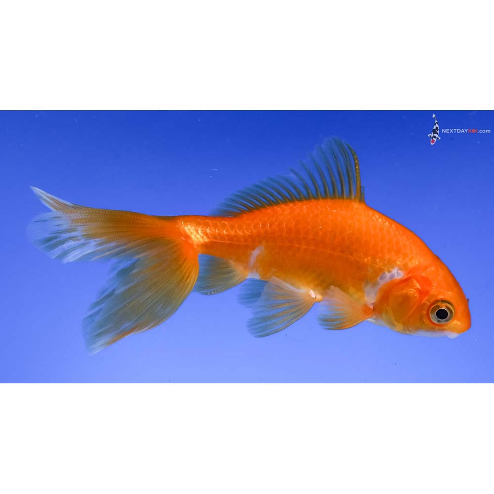 4” Imported Yellow and White Wakin