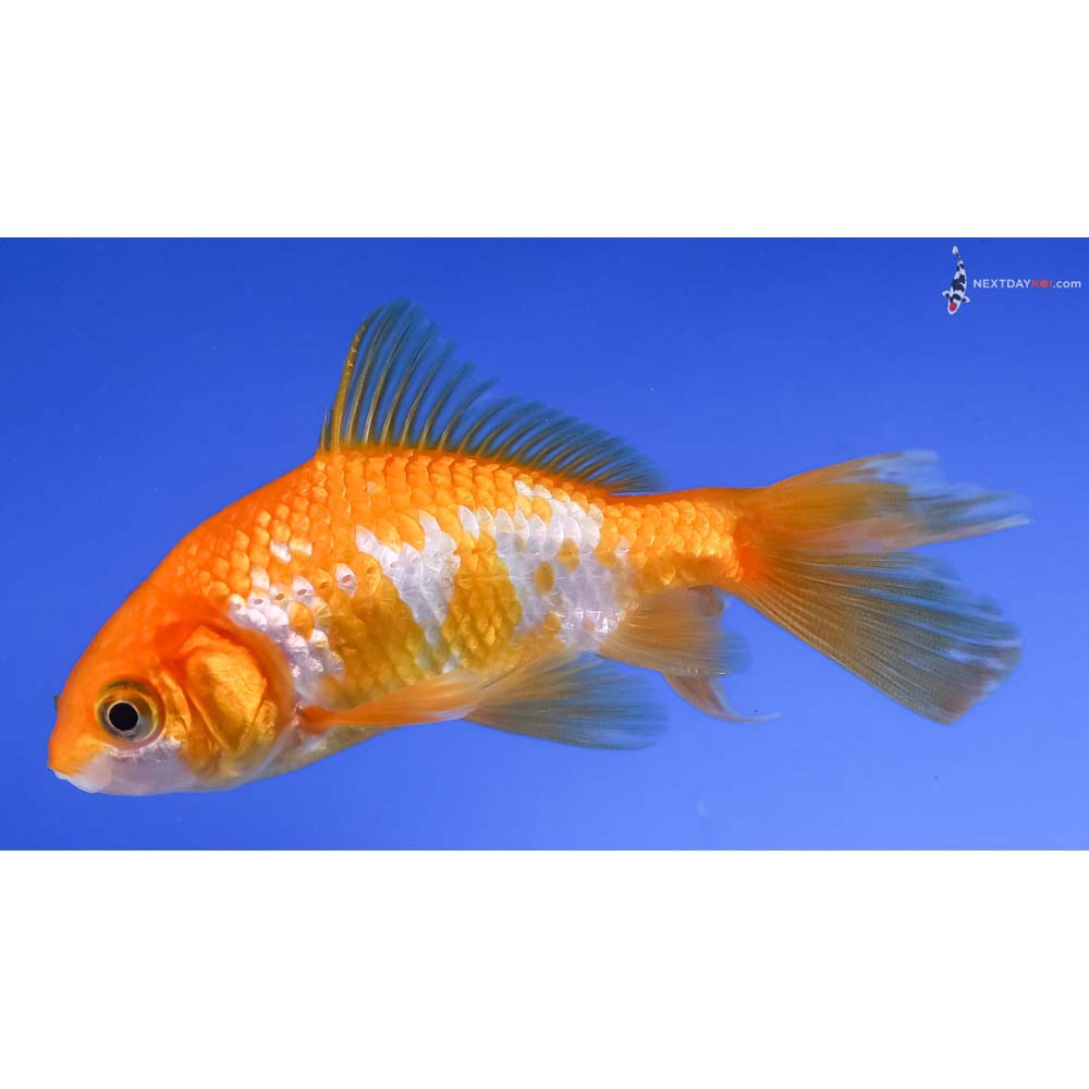 4” Imported Yellow and White Wakin