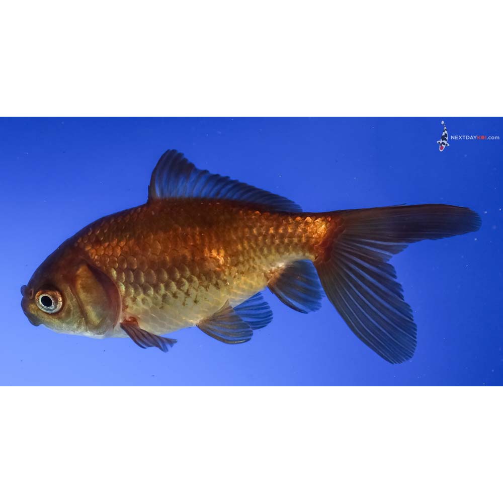 3.5” Imported Yellow and Black Wakin