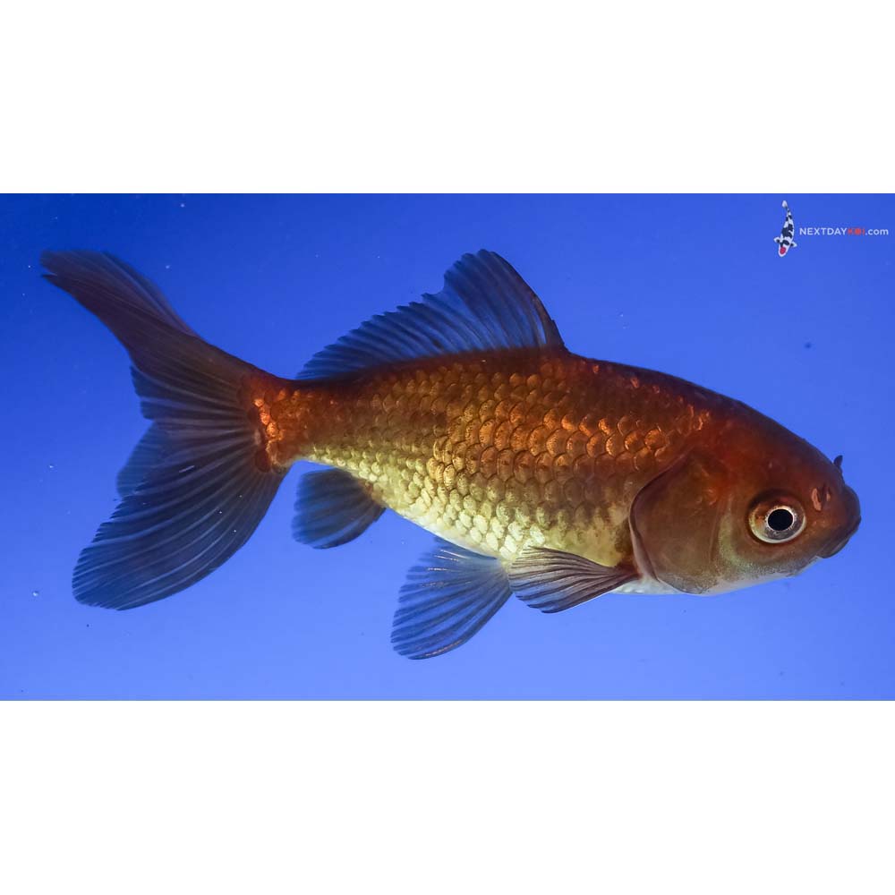 3.5” Imported Yellow and Black Wakin