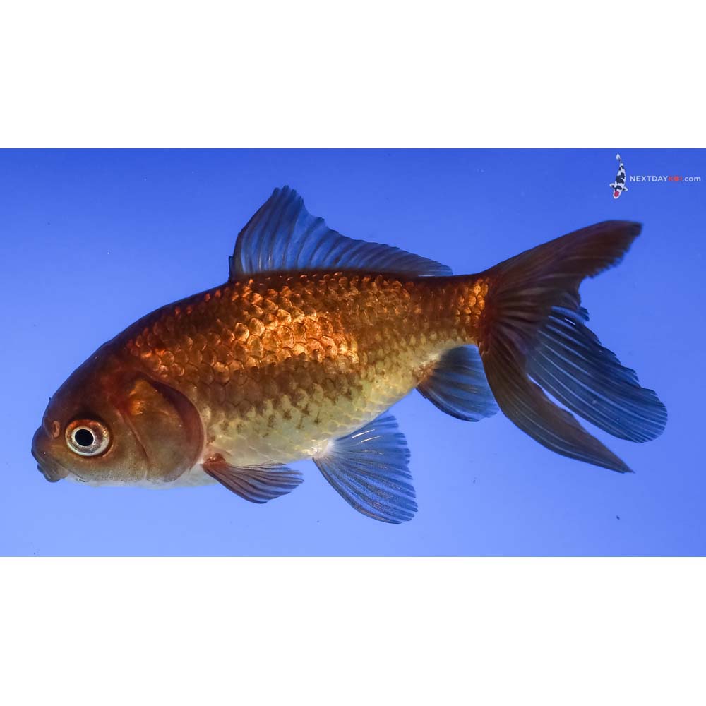 3.5” Imported Yellow and Black Wakin