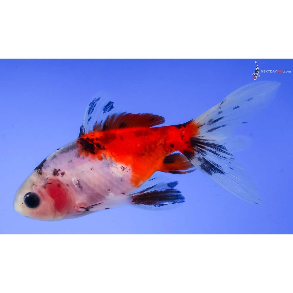 3.5” Imported Male Calico Wakin