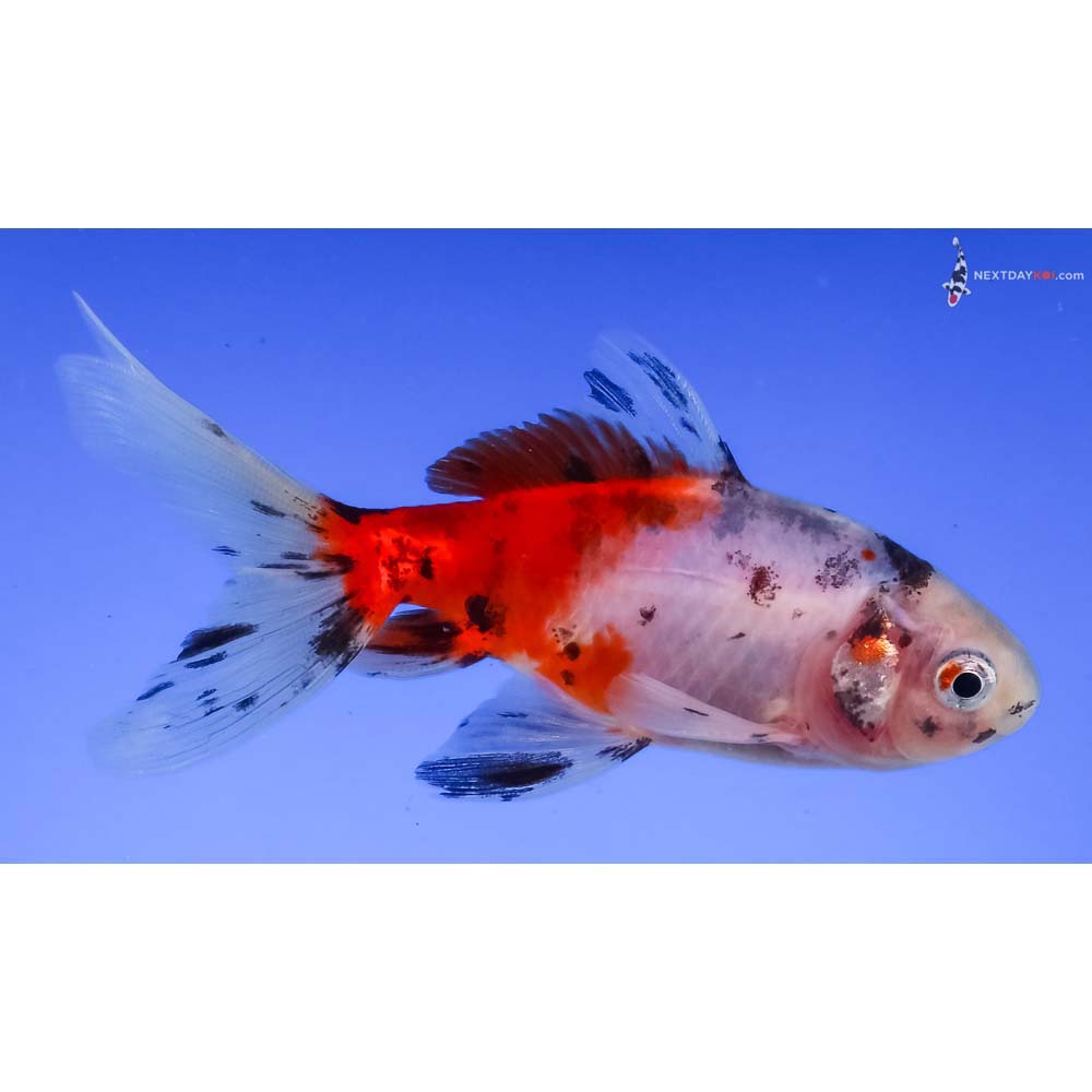 3.5” Imported Male Calico Wakin