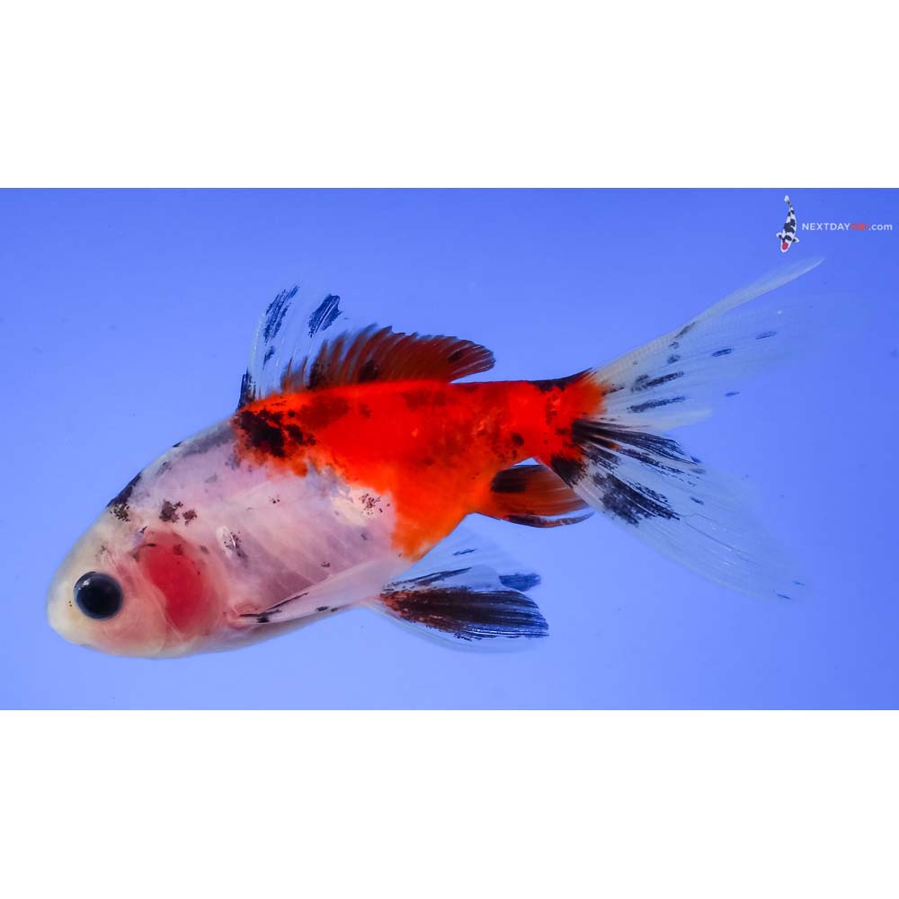 3.5” Imported Male Calico Wakin