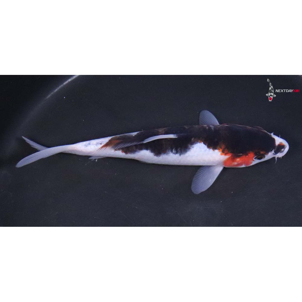 7” Imported Goromo