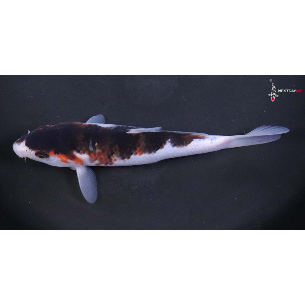 7” Imported Goromo