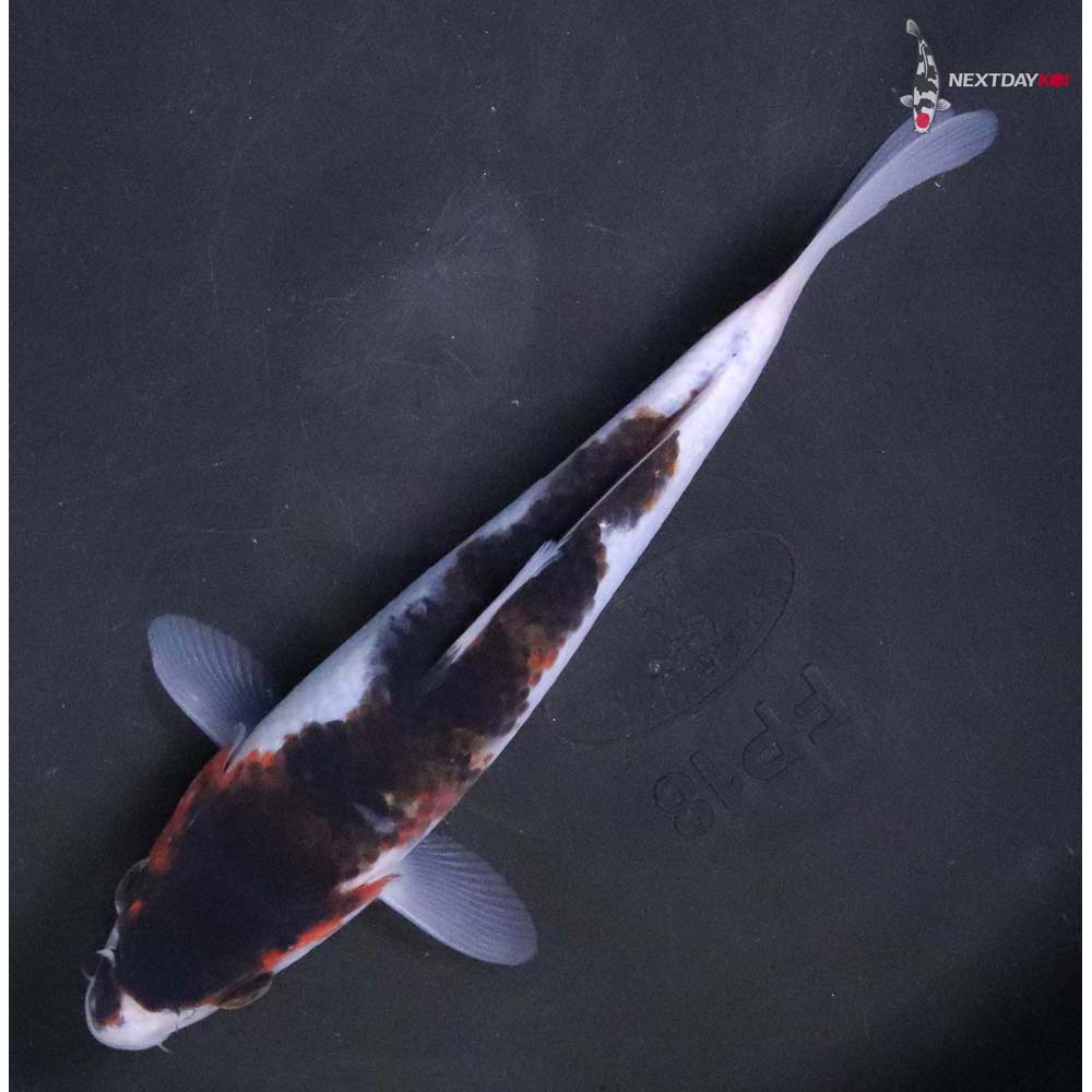 7” Imported Goromo