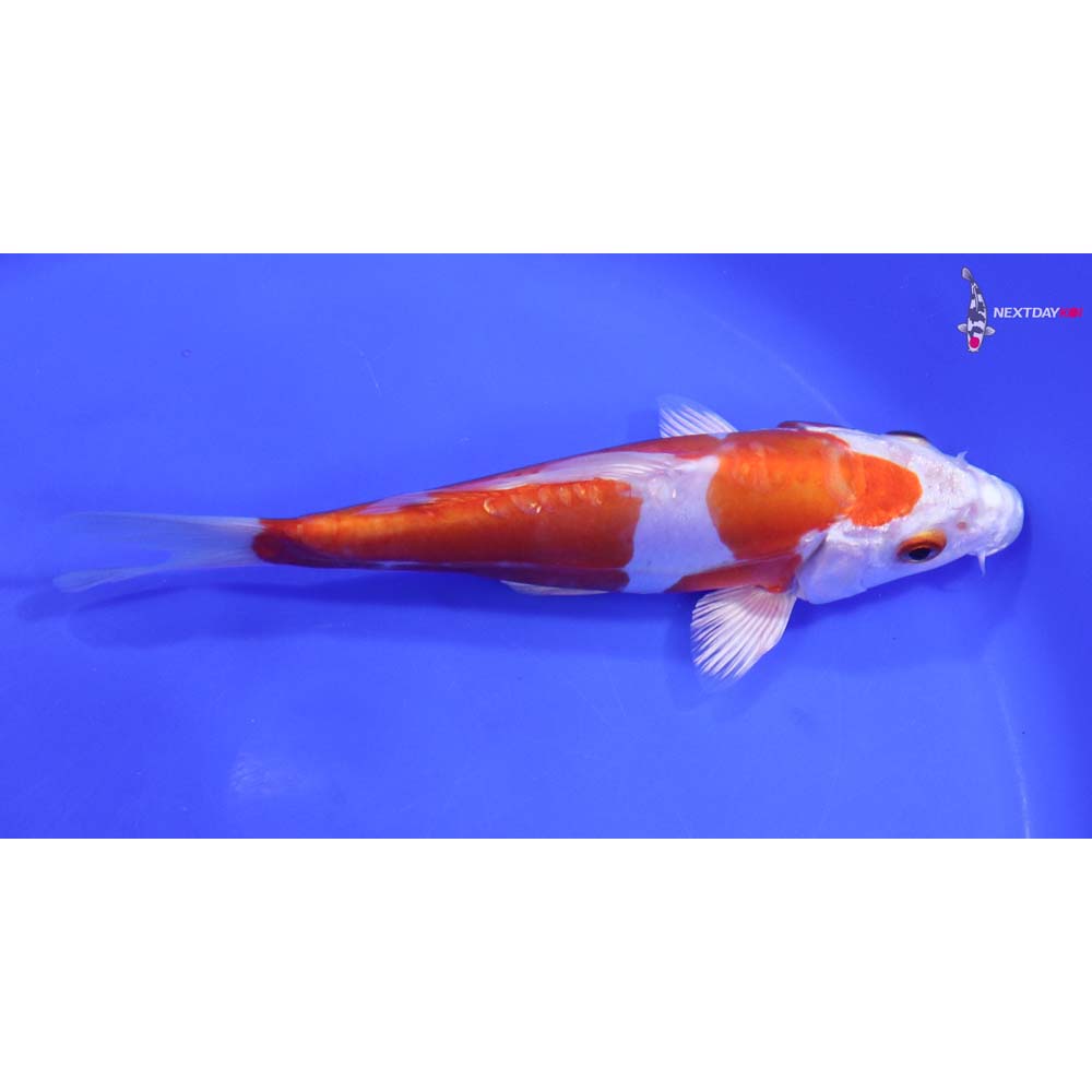 7” Imported Kikusui