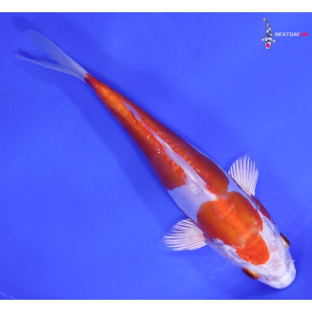 7” Imported Kikusui