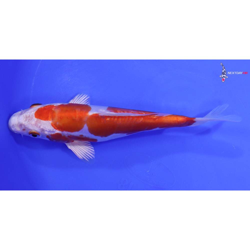 7” Imported Kikusui