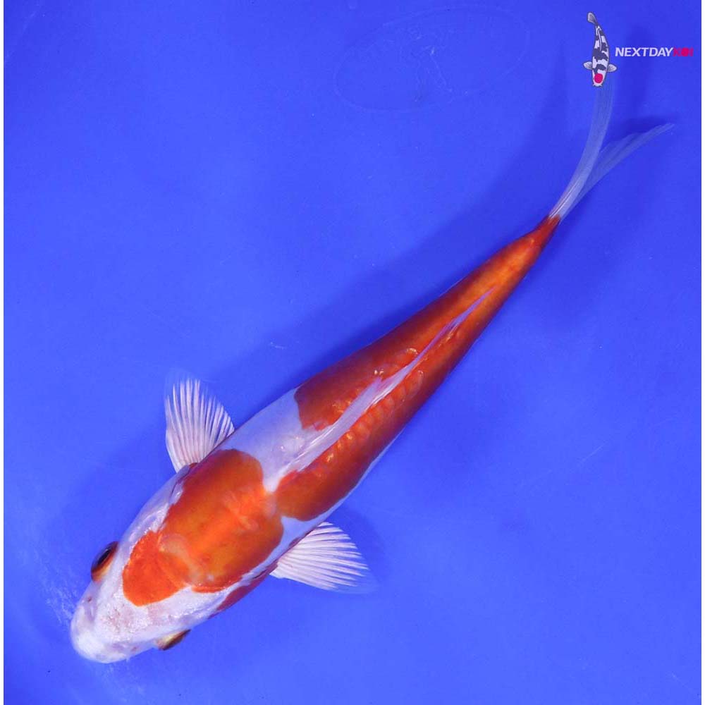 7” Imported Kikusui