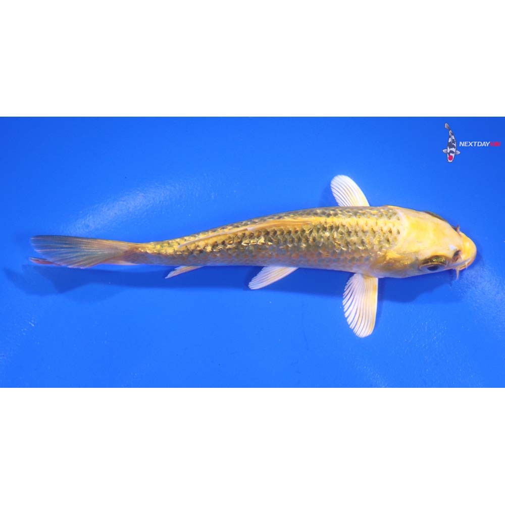 4.5” Imported Gin Rin Ki Matsuba
