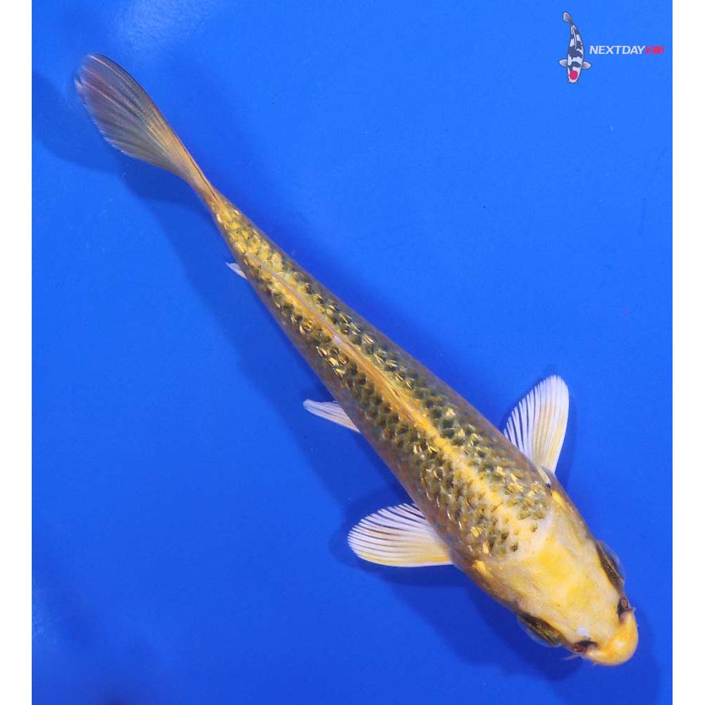 4.5” Imported Gin Rin Ki Matsuba