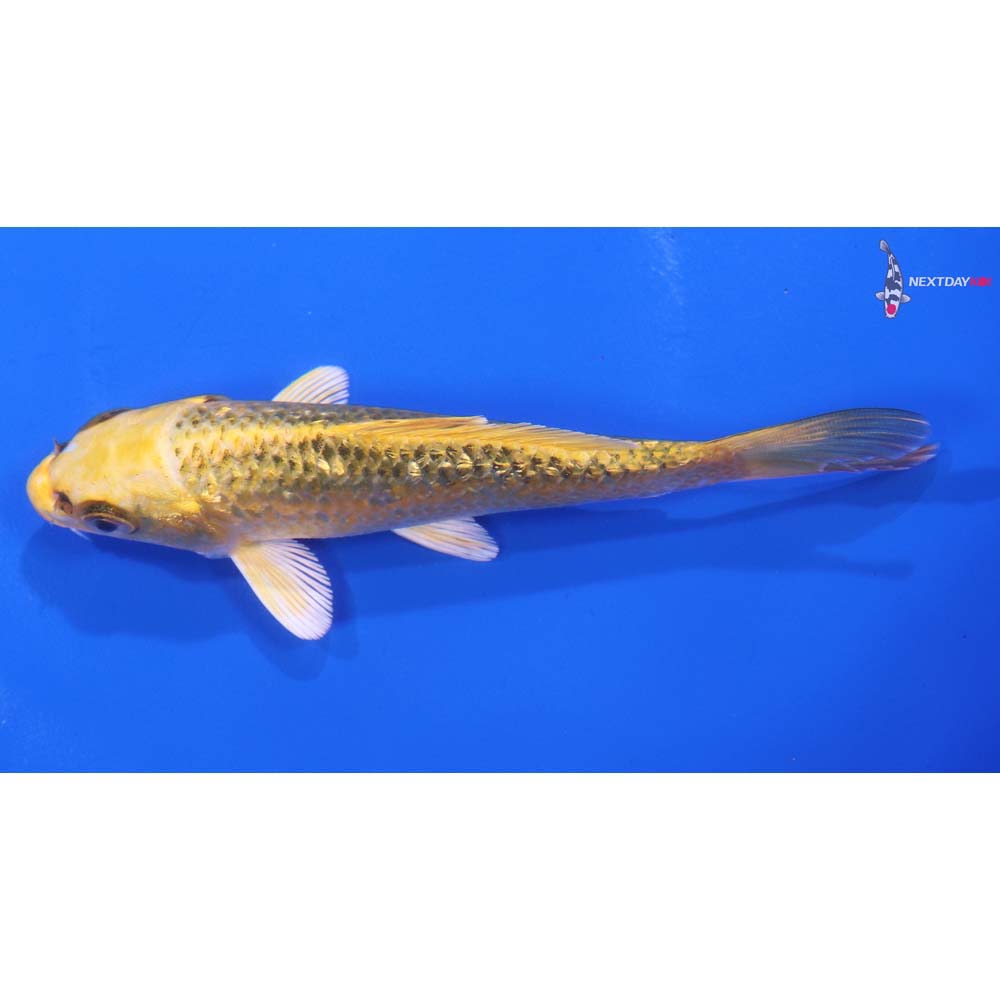 4.5” Imported Gin Rin Ki Matsuba