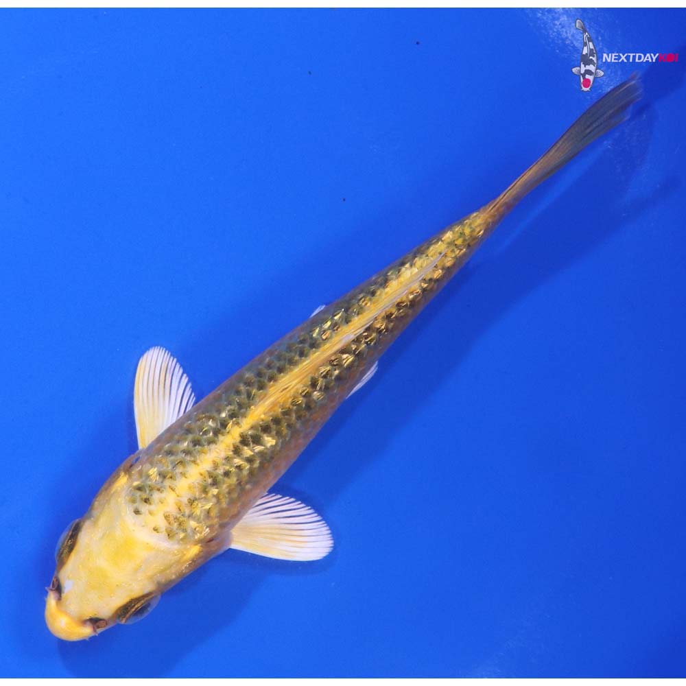 4.5” Imported Gin Rin Ki Matsuba
