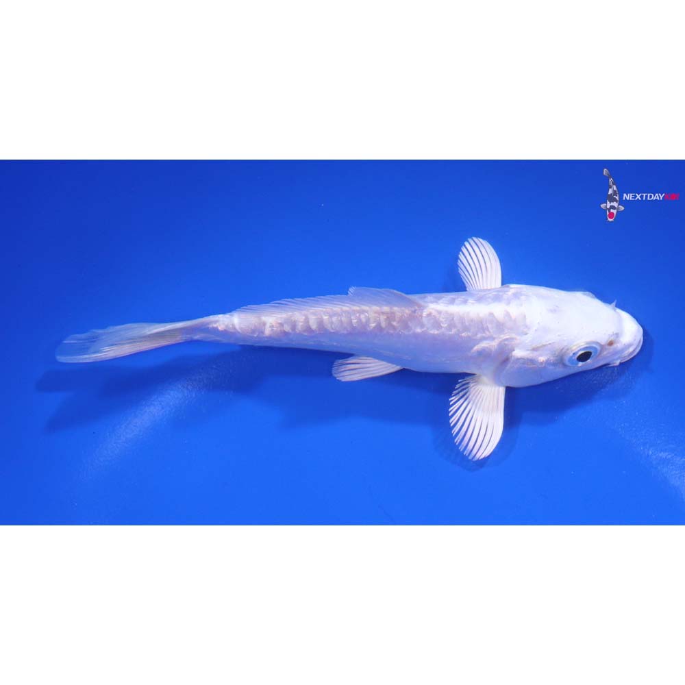 5” Imported Dotisu Platinum Ogon