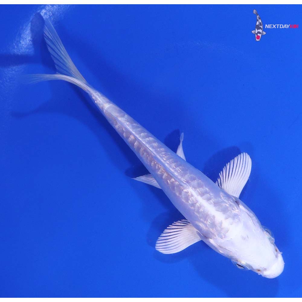 5” Imported Dotisu Platinum Ogon