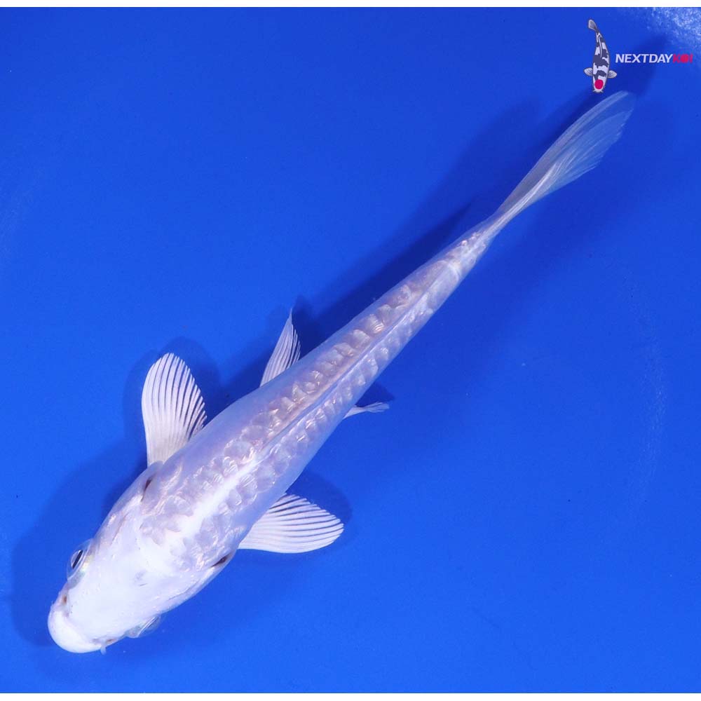 5” Imported Dotisu Platinum Ogon