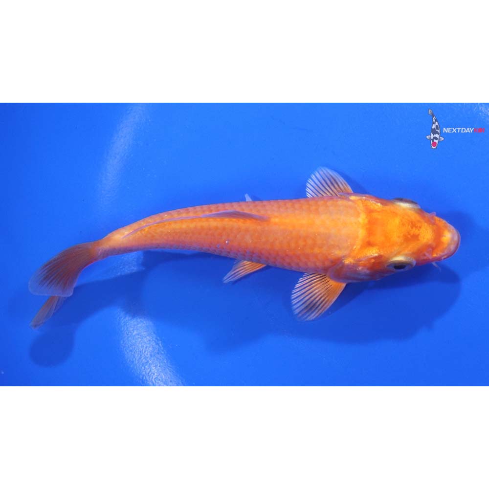 5” Imported Orenji Ogon