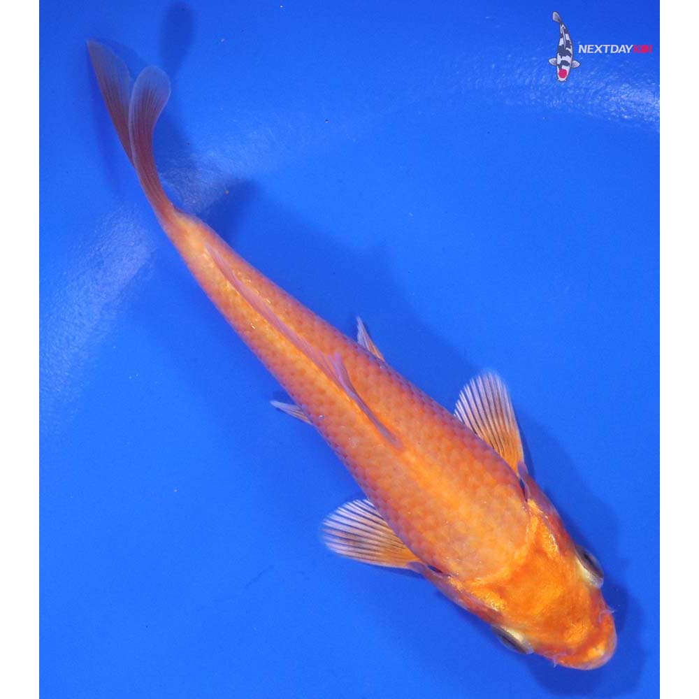 5” Imported Orenji Ogon