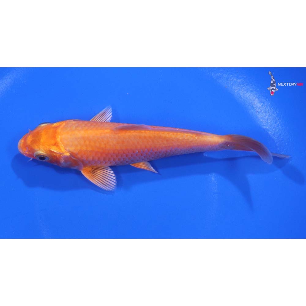 5” Imported Orenji Ogon