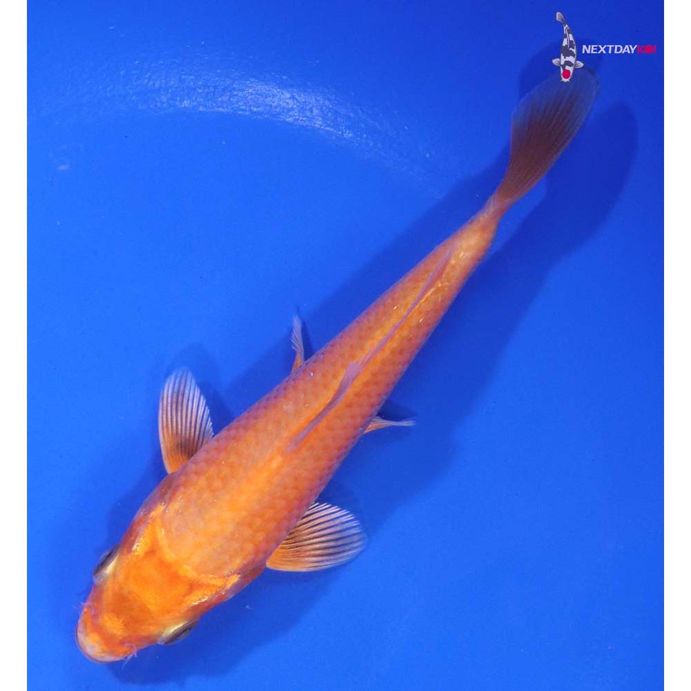 5” Imported Orenji Ogon