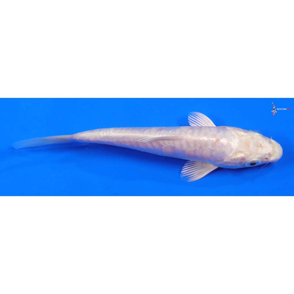 6” Imported Doitsu Platinum Ogon