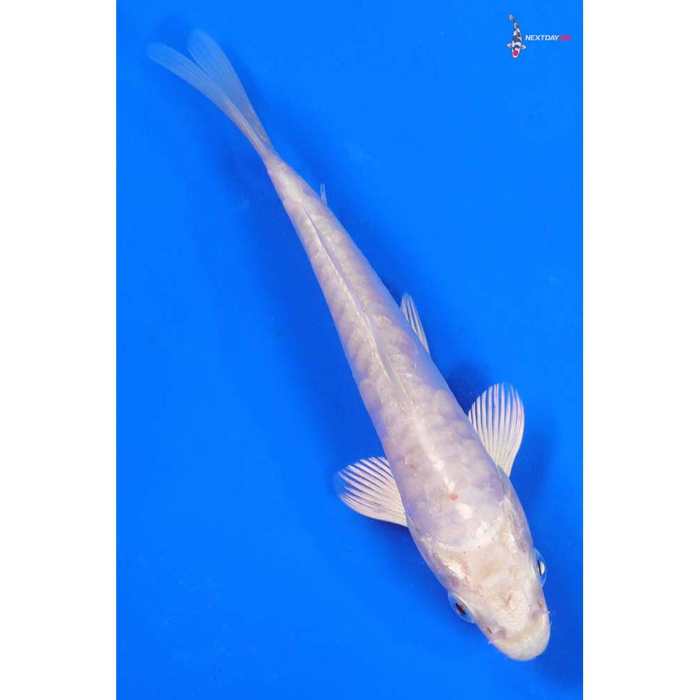 6” Imported Doitsu Platinum Ogon