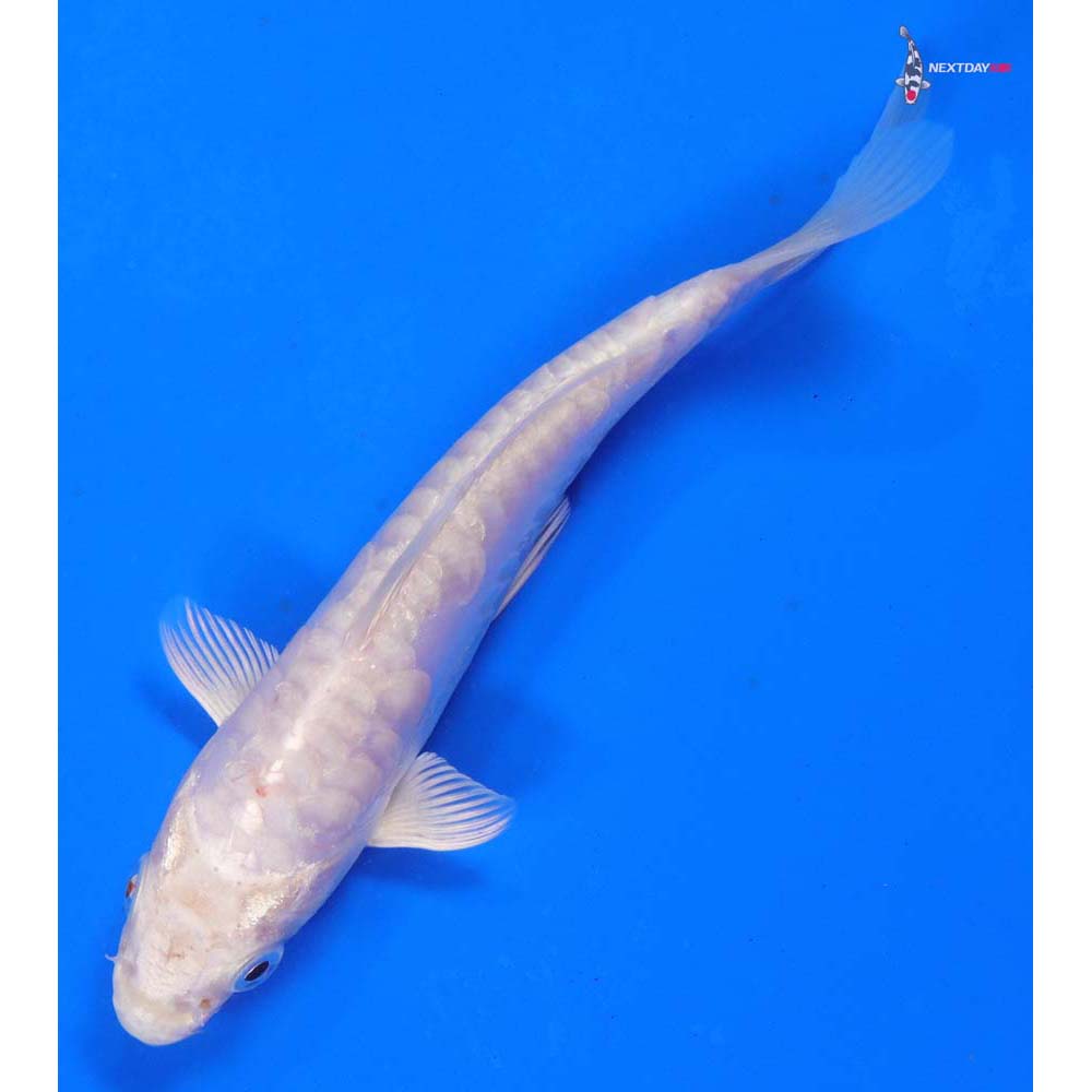 6” Imported Doitsu Platinum Ogon