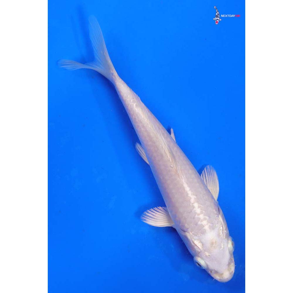 6.5” Imported Platinum Ogon