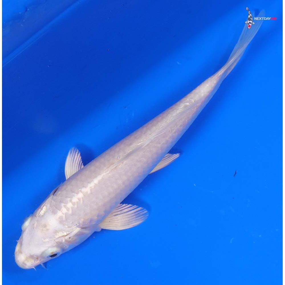 6.5” Imported Platinum Ogon