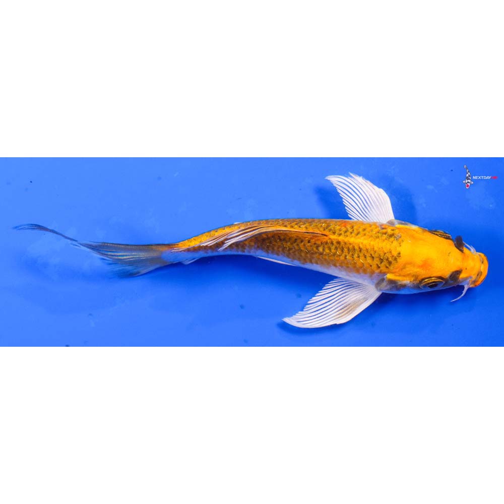 5.5” Imported Kujaku Butterfly Koi