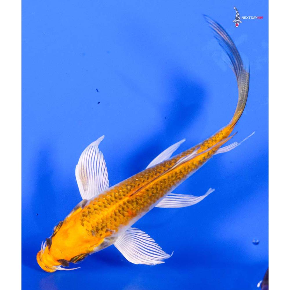 5.5” Imported Kujaku Butterfly Koi