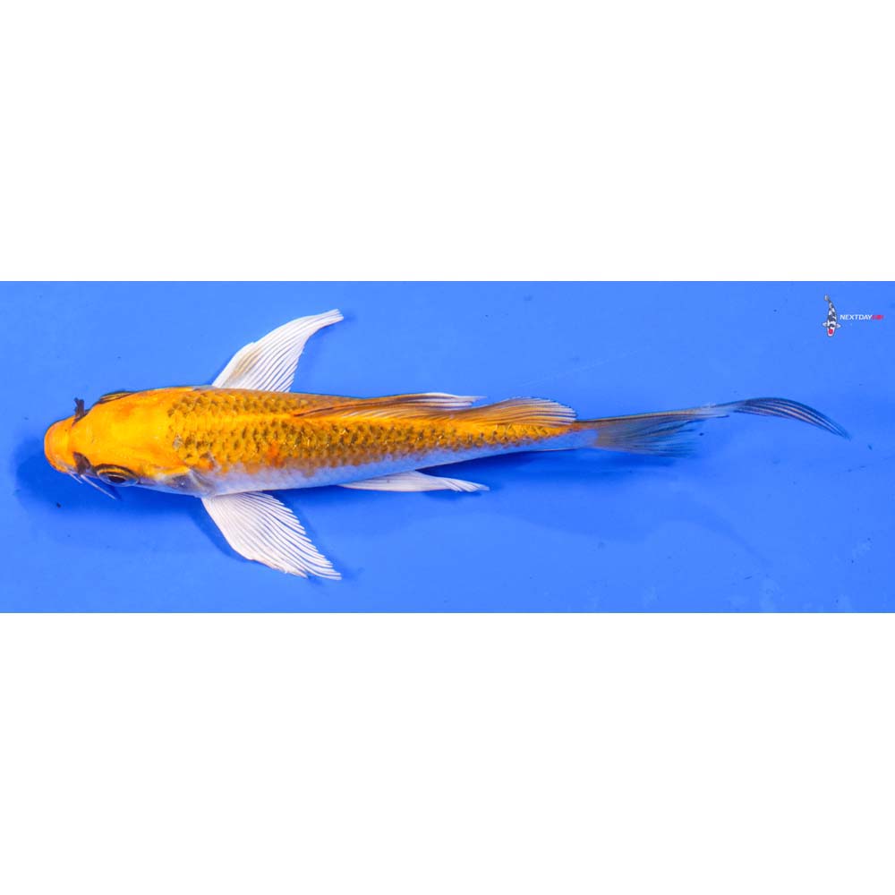 5.5” Imported Kujaku Butterfly Koi