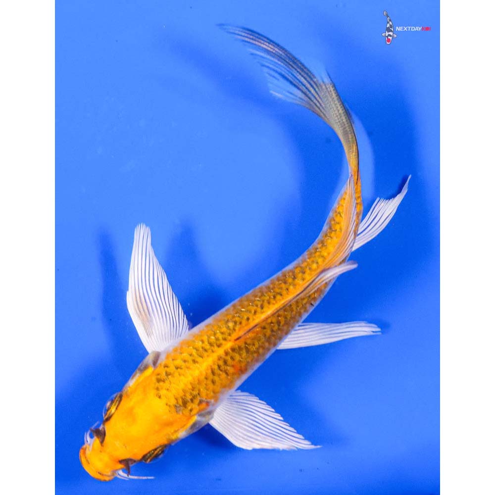 5.5” Imported Kujaku Butterfly Koi