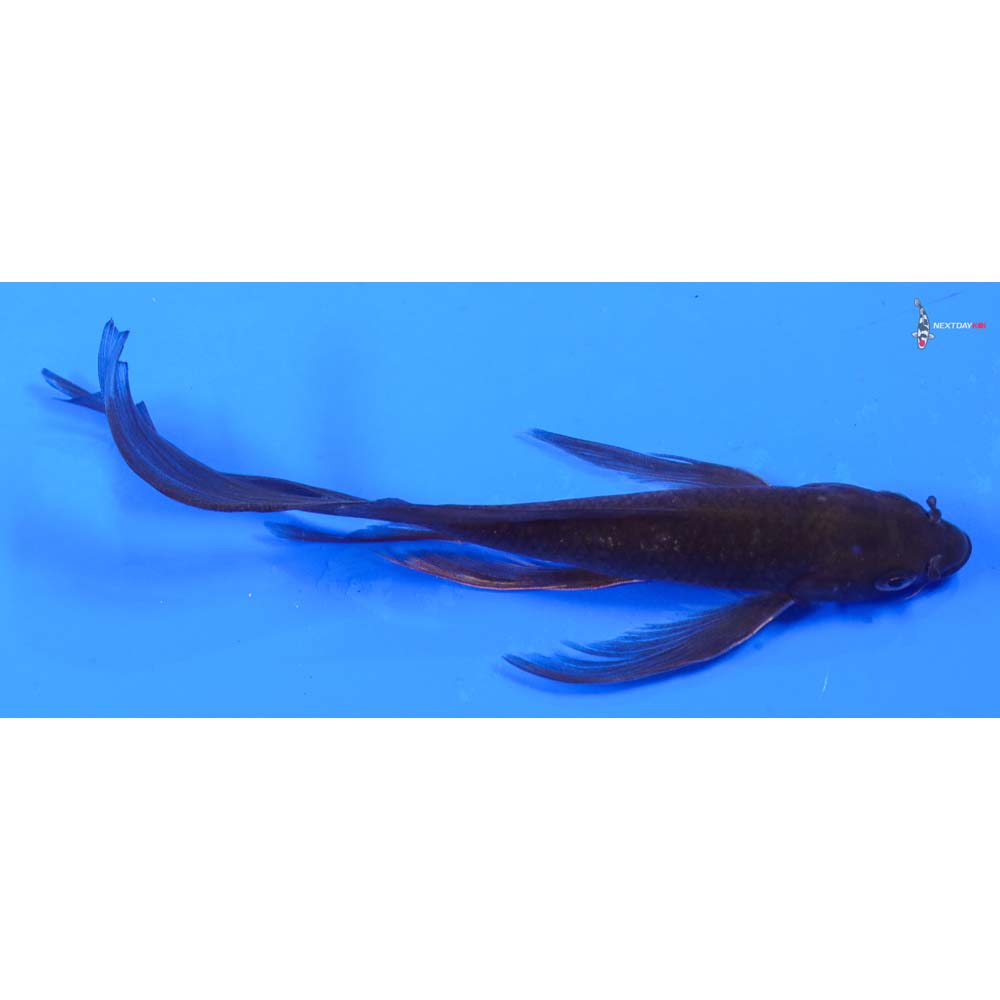 6” Imported Chagoi Butterfly Koi