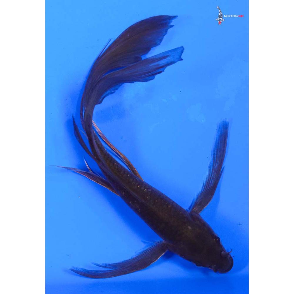 6” Imported Chagoi Butterfly Koi