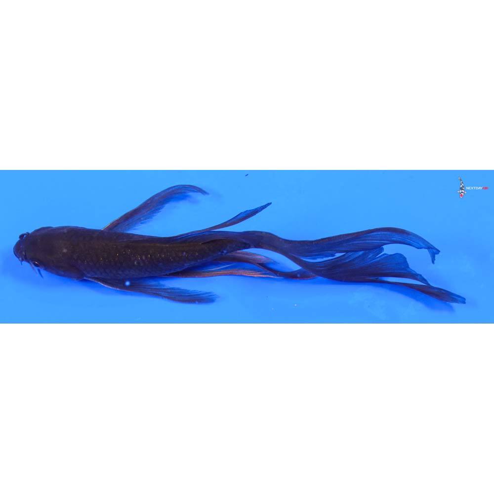 6” Imported Chagoi Butterfly Koi