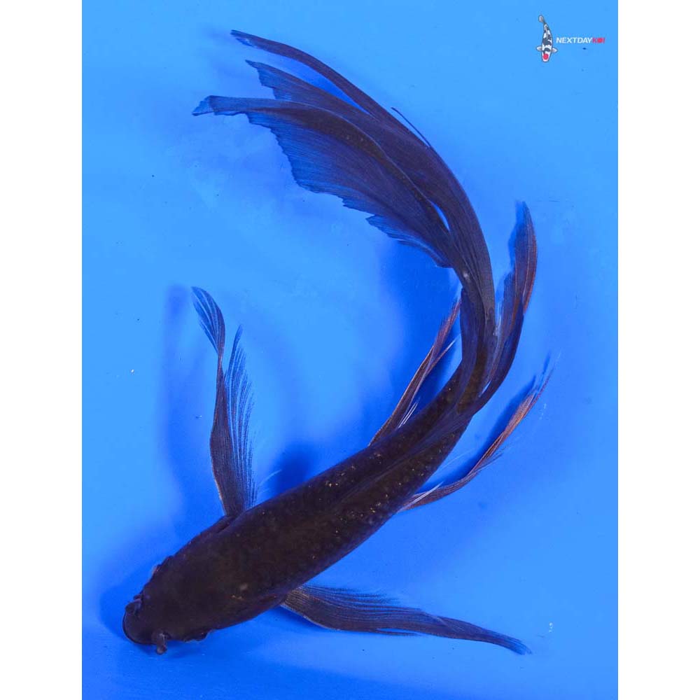 6” Imported Chagoi Butterfly Koi