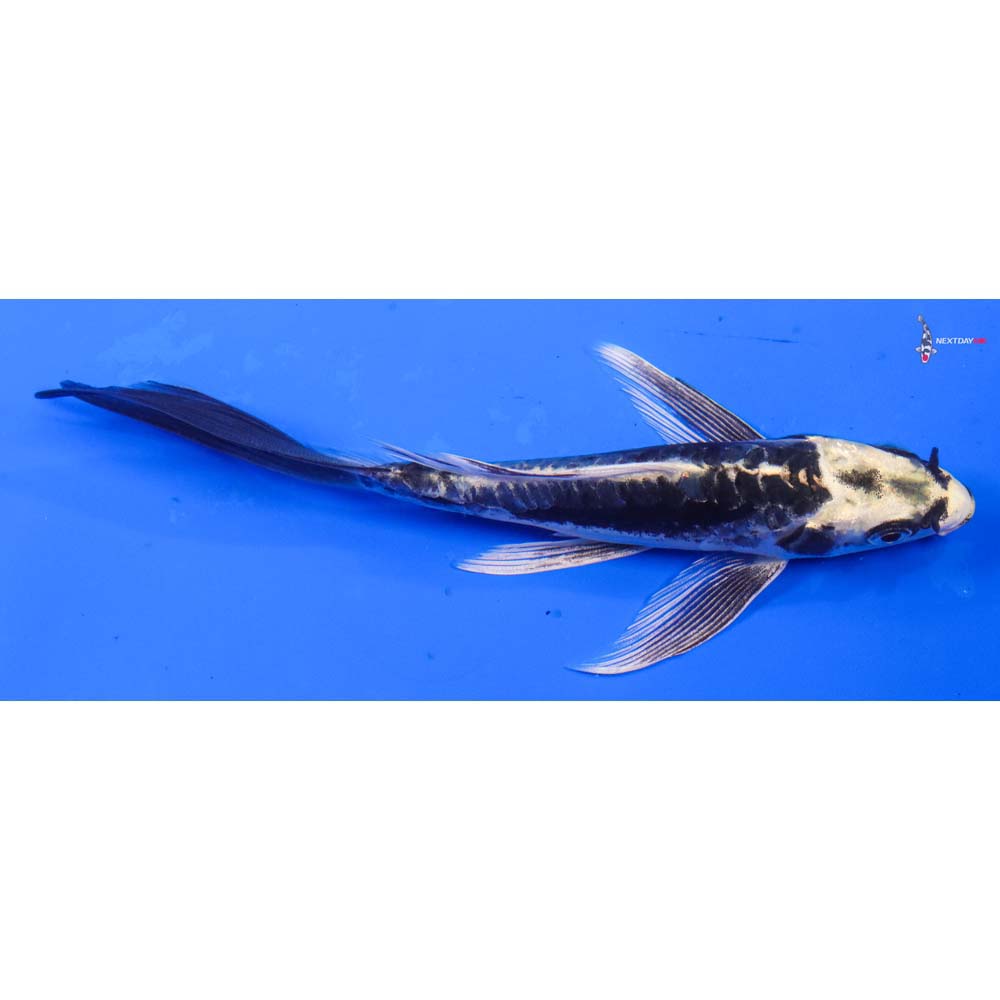 6” Imported Kin Kikokuryu Butterfly Koi