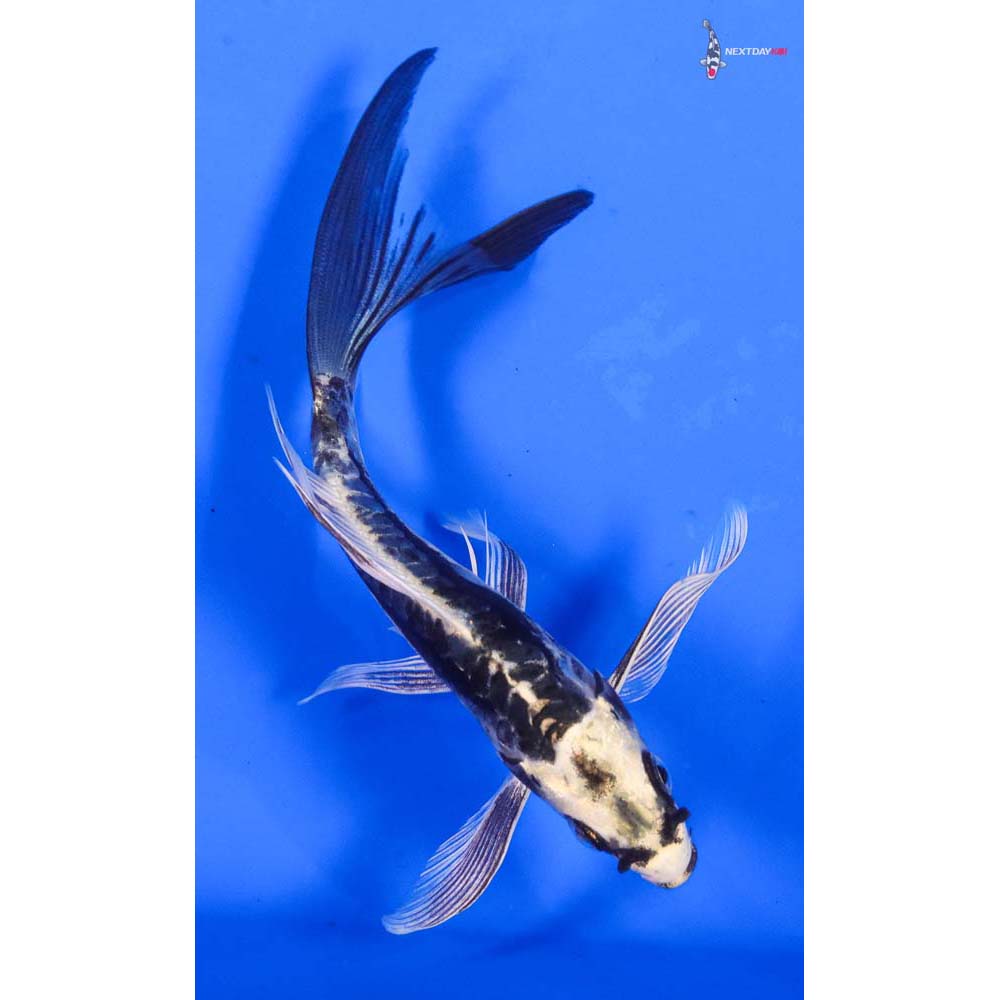 6” Imported Kin Kikokuryu Butterfly Koi
