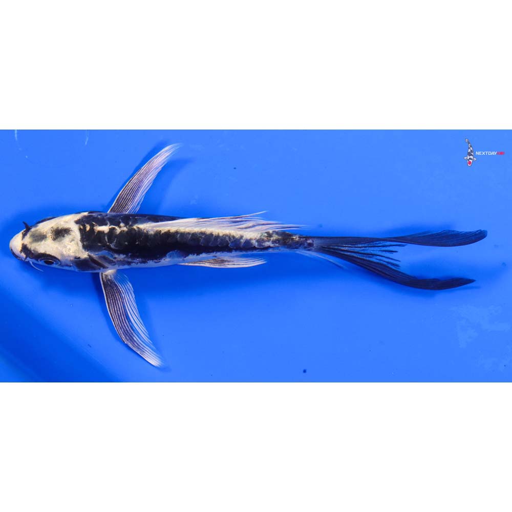 6” Imported Kin Kikokuryu Butterfly Koi