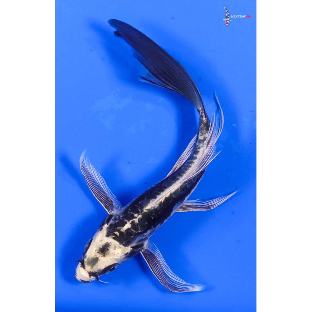 6” Imported Kin Kikokuryu Butterfly Koi