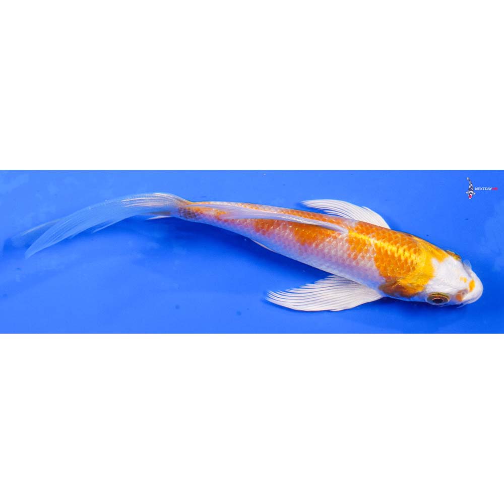 5” Imported Hariwake Butterfly Koi