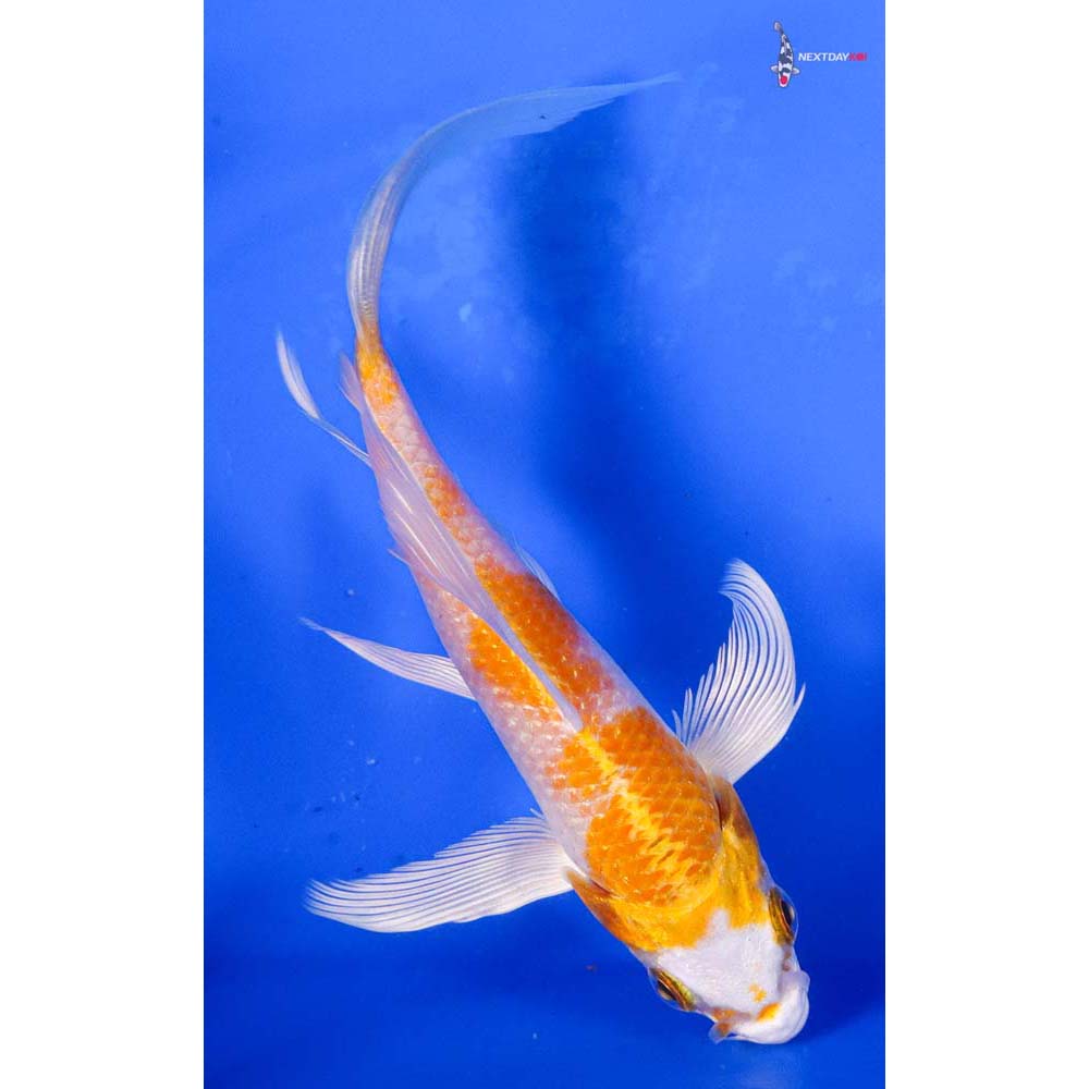 5” Imported Hariwake Butterfly Koi