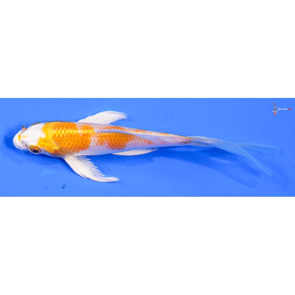5” Imported Hariwake Butterfly Koi